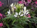 білий Садові Квіти Клеома, Cleome Фото, вирощування і опис, характеристика і зростаючий
