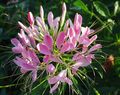 рожевий Садові Квіти Клеома, Cleome Фото, вирощування і опис, характеристика і зростаючий