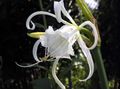 white Garden Flowers Spider Lily, Ismene, Sea Daffodil, Hymenocallis Photo, cultivation and description, characteristics and growing