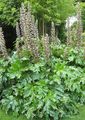 balts Dārza Ziedi Ass Lāča Pusgarās, Acanthus Foto, audzēšana un apraksts, raksturlielumi un augošs