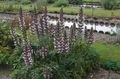 burgunder Hage blomster Spiny Bjørn Knebukser, Acanthus Bilde, dyrking og beskrivelse, kjennetegn og voksende