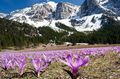 紫丁香 春天的草地藏红花, Bulbocodium vernum 照, 养殖 和 描述, 特点 和 成长