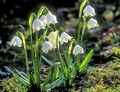 baltas Sodo Gėlės Pavasario Snaigės, Šv. Agnes Gėlė, Leucojum Nuotrauka, auginimas ir aprašymas, charakteristikos ir augantis