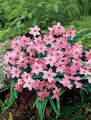 розов Градински цветове Пролетта Starflower, Ipheion снимка, отглеждане и описание, характеристики и култивиране