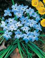 светло синьо Градински цветове Пролетта Starflower, Ipheion снимка, отглеждане и описание, характеристики и култивиране