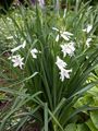 bela Vrtno Cvetje St Bruno Je Lily, Paradisea fotografija, gojenje in opis, značilnosti in rast
