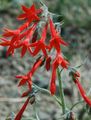 raudonas Sodo Gėlės Stovi Kiparisas, Scarlet Gilia, Ipomopsis Nuotrauka, auginimas ir aprašymas, charakteristikos ir augantis