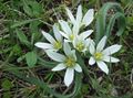 white Garden Flowers Star-of-Bethlehem, Ornithogalum Photo, cultivation and description, characteristics and growing