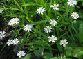 vit Trädgårdsblommor Starwort, Stellaria Fil, uppodling och beskrivning, egenskaper och odling