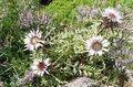 λευκό Λουλούδια κήπου Άποδοι Carline, Carlina φωτογραφία, καλλιέργεια και περιγραφή, χαρακτηριστικά και φυτοκομεία