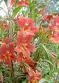 rdeča Vrtno Cvetje Lepljiv Monkeyflower, Mimulus aurantiacus fotografija, gojenje in opis, značilnosti in rast