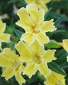 yellow Sticky Monkeyflower, Mimulus aurantiacus Photo, cultivation and description, characteristics and growing