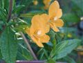 Foto Sticky Monkeyflower apraksts, raksturlielumi un augošs