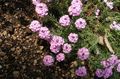 pink Garden Flowers Stonecress, Aethionema Photo, cultivation and description, characteristics and growing