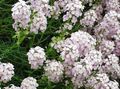 ホワイト 庭の花 石のクレス、aethionema フォト, 栽培 と 説明, 特性 と 成長