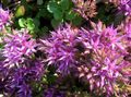 lilac Garden Flowers Stonecrop, Sedum Photo, cultivation and description, characteristics and growing
