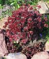 burgundia Kerti Virágok Stonecrop, Sedum fénykép, termesztés és leírás, jellemzők és növekvő
