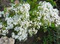 fehér Kerti Virágok Stonecrop, Sedum fénykép, termesztés és leírás, jellemzők és növekvő