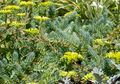 sárga Kerti Virágok Stonecrop, Sedum fénykép, termesztés és leírás, jellemzők és növekvő