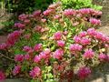 rózsaszín Kerti Virágok Stonecrop, Sedum fénykép, termesztés és leírás, jellemzők és növekvő