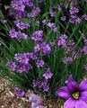 lilac Garden Flowers Stout Blue-eyed Grass, Blue eye-grass, Sisyrinchium Photo, cultivation and description, characteristics and growing