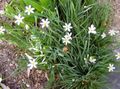 white Garden Flowers Stout Blue-eyed Grass, Blue eye-grass, Sisyrinchium Photo, cultivation and description, characteristics and growing