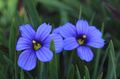 light blue Garden Flowers Stout Blue-eyed Grass, Blue eye-grass, Sisyrinchium Photo, cultivation and description, characteristics and growing