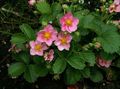 rosa Flores de jardín Fresa, Fragaria Foto, cultivo y descripción, características y cultivación