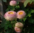pink Strawflowers, Paper Daisy, Helichrysum bracteatum Photo, cultivation and description, characteristics and growing