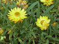yellow Strawflowers, Paper Daisy, Helichrysum bracteatum Photo, cultivation and description, characteristics and growing