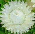 white Strawflowers, Paper Daisy, Helichrysum bracteatum Photo, cultivation and description, characteristics and growing
