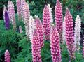 pink Garden Flowers Streamside Lupin, Lupinus Photo, cultivation and description, characteristics and growing