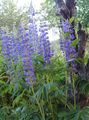 синий Садовые Цветы Люпин, Lupinus Фото, культивация и описание, характеристика и выращивание