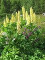 желтый Садовые Цветы Люпин, Lupinus Фото, культивация и описание, характеристика и выращивание