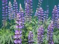 purple Garden Flowers Streamside Lupin, Lupinus Photo, cultivation and description, characteristics and growing