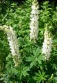 white Garden Flowers Streamside Lupin, Lupinus Photo, cultivation and description, characteristics and growing