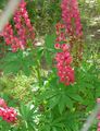red Garden Flowers Streamside Lupin, Lupinus Photo, cultivation and description, characteristics and growing