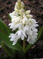 white Garden Flowers Striped Squill, Snowdrift, Early Stardrift, Puschkinia Photo, cultivation and description, characteristics and growing