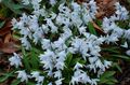 light blue Garden Flowers Striped Squill, Snowdrift, Early Stardrift, Puschkinia Photo, cultivation and description, characteristics and growing