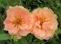 roza Vrtno Cvetje Ne Rastlina, Portulaca, Rose Mah, Portulaca grandiflora fotografija, gojenje in opis, značilnosti in rast