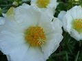 white Garden Flowers Sun Plant, Portulaca, Rose Moss, Portulaca grandiflora Photo, cultivation and description, characteristics and growing