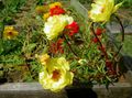 rumena Vrtno Cvetje Ne Rastlina, Portulaca, Rose Mah, Portulaca grandiflora fotografija, gojenje in opis, značilnosti in rast