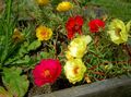 rdeča Vrtno Cvetje Ne Rastlina, Portulaca, Rose Mah, Portulaca grandiflora fotografija, gojenje in opis, značilnosti in rast