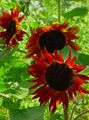 burgundy Sunflower, Helianthus annus Photo, cultivation and description, characteristics and growing