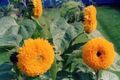 orange Sunflower, Helianthus annus Photo, cultivation and description, characteristics and growing