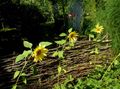 yellow Sunflower, Helianthus annus Photo, cultivation and description, characteristics and growing