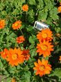 orange Sunflower Tree, Tree Marigold, Wild Sunflower, Mexican Sunflower, Tithonia Photo, cultivation and description, characteristics and growing