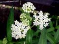 white Garden Flowers Swamp milkweed, Maypops, Rose Milkweed, Red Milkweed, Asclepias incarnata Photo, cultivation and description, characteristics and growing