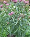 pink Garden Flowers Swamp milkweed, Maypops, Rose Milkweed, Red Milkweed, Asclepias incarnata Photo, cultivation and description, characteristics and growing