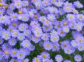light blue Garden Flowers Swan River daisy, Brachyscome Photo, cultivation and description, characteristics and growing